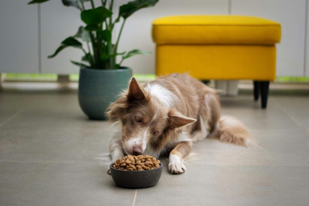 Dog looking at a full bowl of food with sad eyes, symbolizing overfeeding mistake